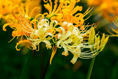 Spider Lily of Saihoji Temple (Sun. Septembert 23, 2018)