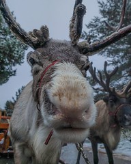 reindeer groupie weekend 2018