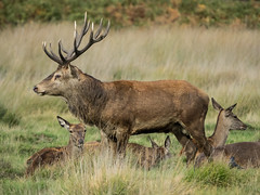 Red Deer Stag with Harem