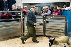 Lancaster Auction Mart, Hill Fair Sheep Day