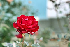 Rose - Queen of Flowers
