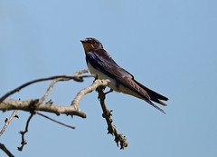 Swallows , Swifts and Martins