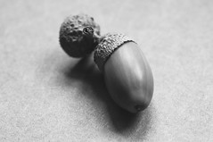 The Acorn Collection