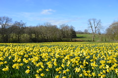 Gatten Valley Daffodil Field, Shropshire