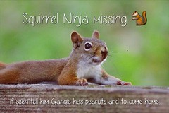 Squirrel Ninja