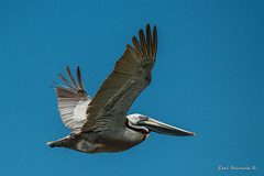 Pelican (Brown)