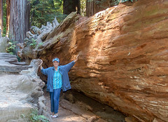 2016-08-11: USA - California - Jedidiah Smith Redwoods State Park - Stout Grove