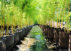 Bamboo Garden Nursery in Oregon, USA