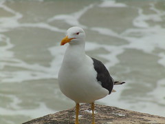 Gaivotão/Kelp Gull