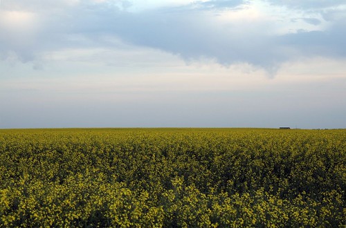 field yellow farm northdakota nd prairie kenmare canola moocard