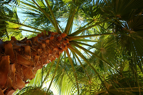 tree leaves palm greece bark trunk date halkidiki