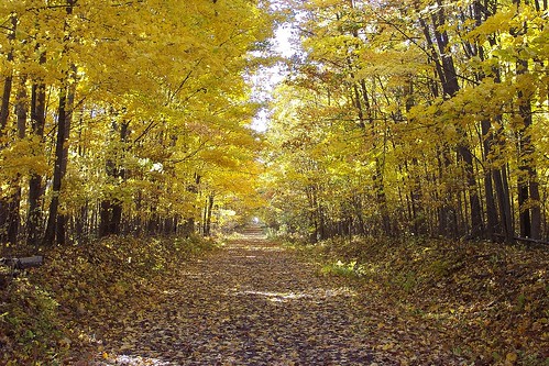 autumn fall leaves landscape path trail