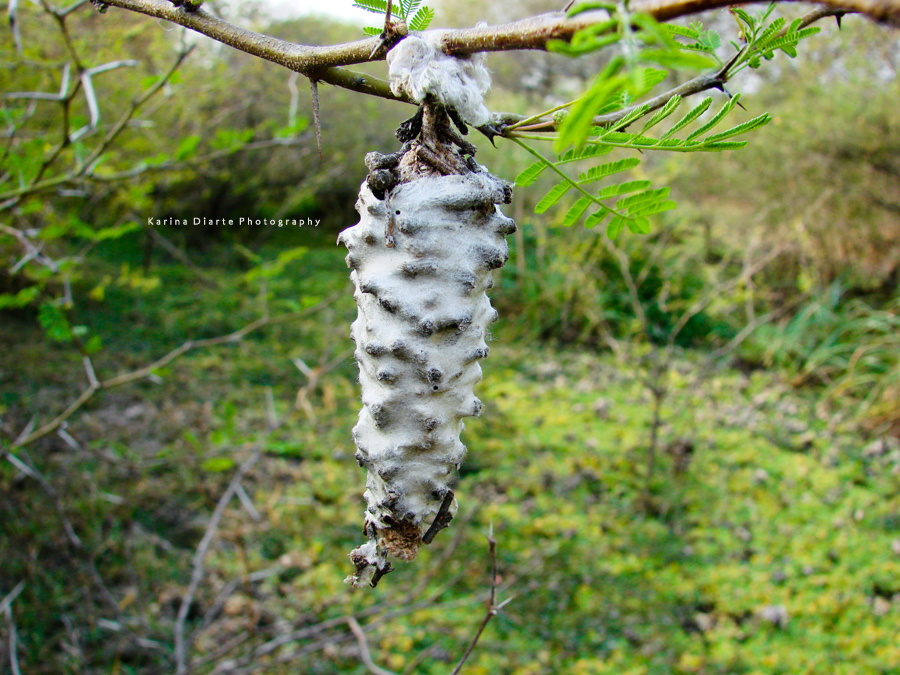 Bicho Canasta - Bagworm Moth