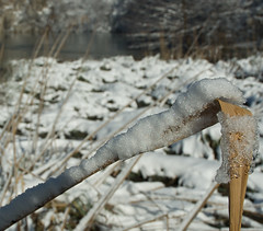 Snow covered reed