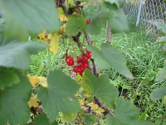 red currants 