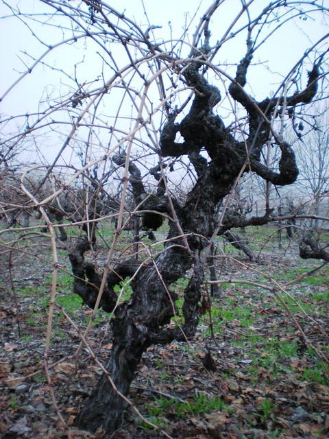 Gnarly old vines