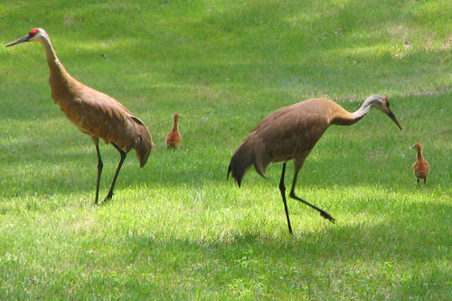 babies crane chicks wi animalplanet sandhill rhinelander freenature naturesbabies naturesexquisite spiritofphotography