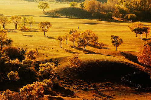 china tree d50 landscape 2006 nikond50 hebei sept bashang anawesomeshot hamaba tamron2875mmf28d