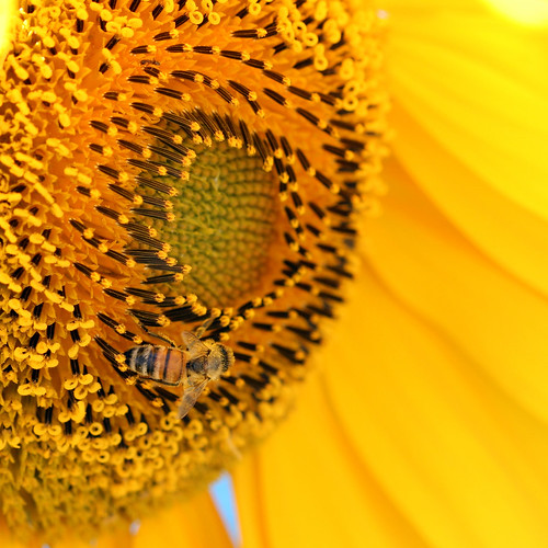 yellow insect bee sunflower canonef100mmf28macrousm canoneosdigitalrebelxti