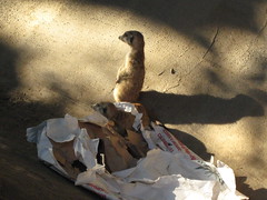 Meerkats and paper bag 