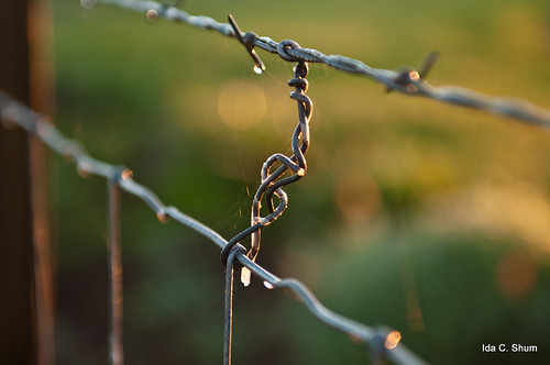 california autumn fall nature fence landscape nikon wine bokeh napavalley napa ida shum winecountry d300 idashum idacshum