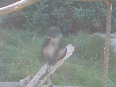 Fat monkey 