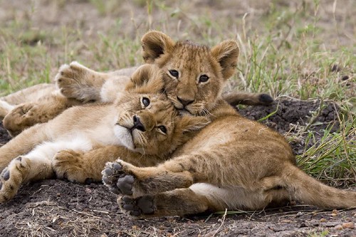 Cute cubs