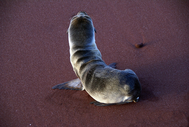 baby Galapagos sea lion Rabida