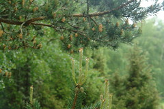Its spring time for pine trees