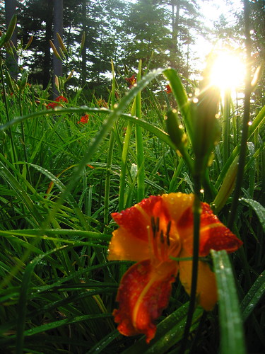 flowers sunset nature newhampshire