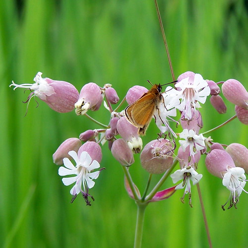 butterfly vermont butterflies greensboro bladdercampion europeanskipper thymelicuslineola