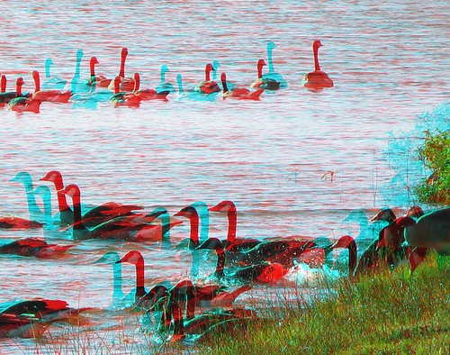 lake birds geese stereoscopic stereophoto 3d iowa anaglyphs redcyan 3dimages 3dphoto 3dphotos 3dpictures stereopicture snydersbend