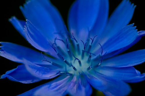 blue summer flower macro seasons chicory excellence naturesfinest cichorium intybus flowerotica canonef180mmf35lmacrousm