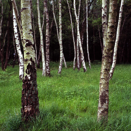 trees film mediumformat woodlands fuji slidefilm hasselblad velvia silverbirch cannockchase 100iso hasselblad500cm 80mmcfplanarlens