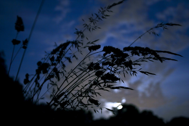 meadow in the moonlight