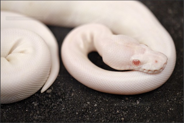 Red Eyed' Leucistic Python - a photo on Flickriver.