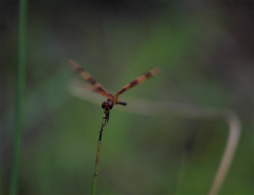 grass insect pond dof mud dragonfly bokeh straw bank indiana southernindiana hoosiernationalforest flyinginsect i64east