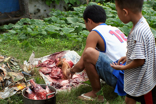 city trip dog philippines skinned bacolodcity