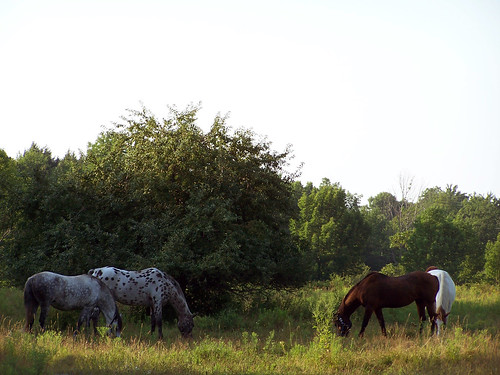 sunset horses upstateny greenville august2007
