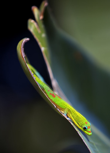 hawaii quality lizard explore superfantastique bigisland kailuakona naturesfinest youtube supershot canonef70200mmf28lisusm madagascardaygecko abigfave youtubr slipslidingaway