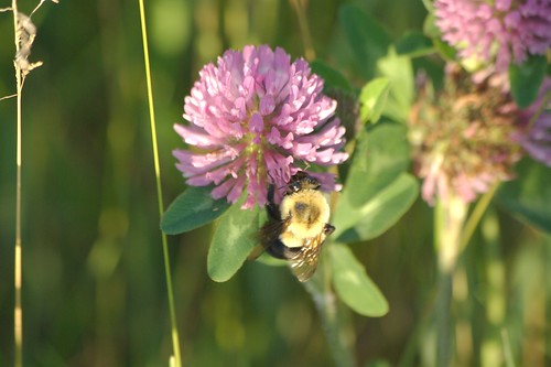 sunset summer home nature field yard flora backyard bee bumblebee montague goldenlight pentaxk10d