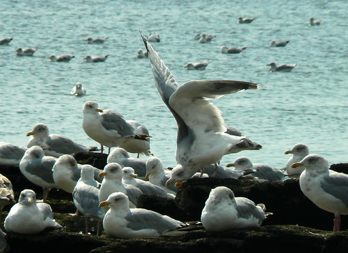 gulls supershot 123birds
