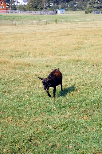 field animal goat