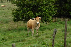 Cow in Lozere - Photo of Chanaleilles