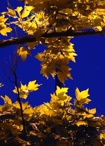 blue tree fall nature colors leaves yellow gold leaf nikon colorful vivid nikkor bursting naturesfinest 50mmf14d diamondclassphotographer flickrdiamond colourartaward
