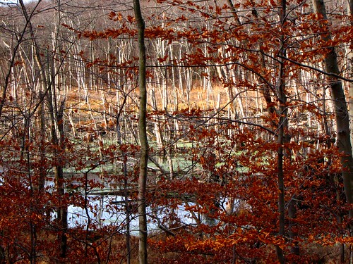 autumn nature newjersey morriscounty thetourne