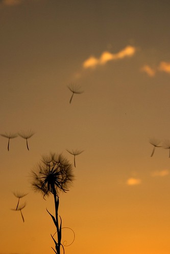 sunset sky color silhouette montana dandelion helena ©tylerknottgregson
