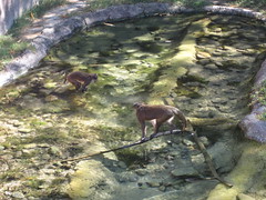Monkeys playing in water 
