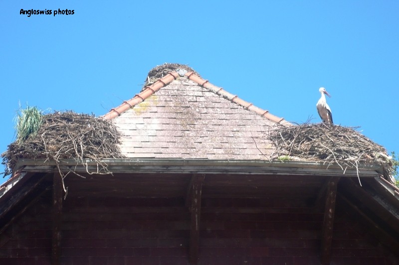 Stork at Altreu