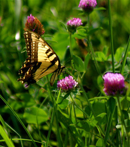 brown black green yellow rural butterfly geotagged illinois purple thistle insects farmland clover ohioriver flatlands southernillinois ohioriverbottoms ohiorivervalley caveinrockillinois littleegyptareaillinois geo:lat=37586622 geo:lon=88199272